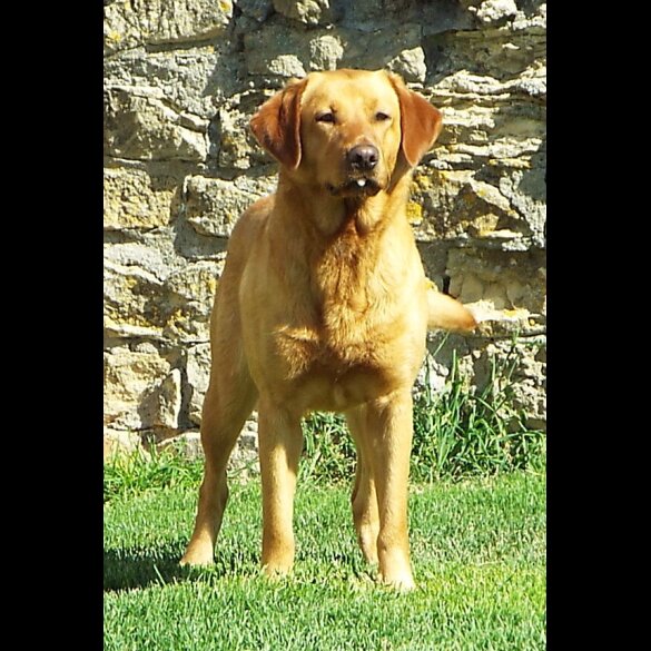 Labrador Retriever - Both