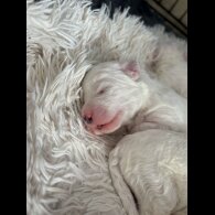 Bichon Frise - Both