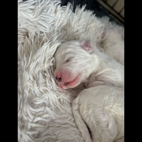 Bichon Frise - Both
