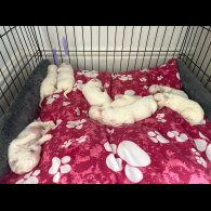 Bichon Frise - Both
