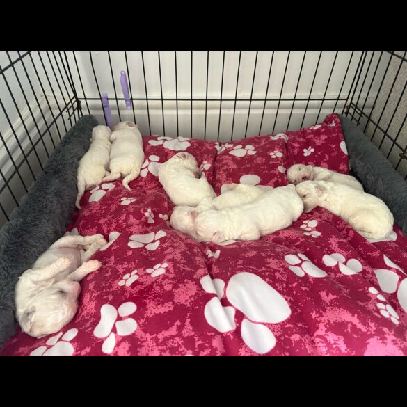 Bichon Frise - Both