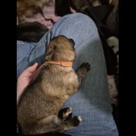 German Shepherd (Alsatian) - Both