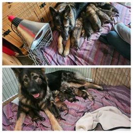 German Shepherd (Alsatian) - Both