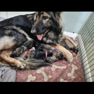 German Shepherd (Alsatian) - Both