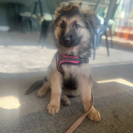 German Shepherd (Alsatian) - Bitches