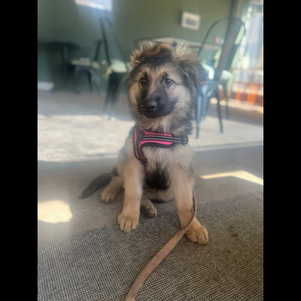 German Shepherd (Alsatian) - Bitches