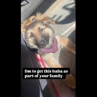 German Shepherd (Alsatian) - Bitches