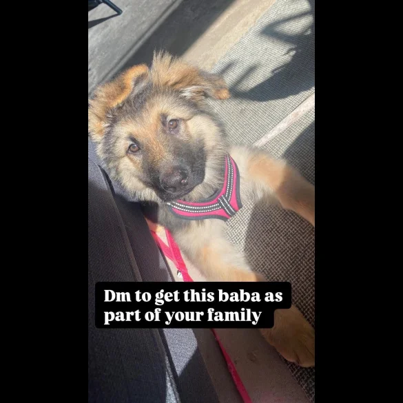 German Shepherd (Alsatian) - Bitches