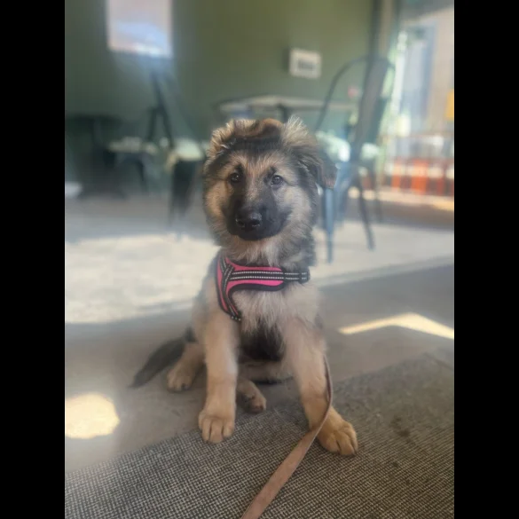 German Shepherd (Alsatian) - Bitches