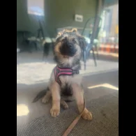 German Shepherd (Alsatian) - Bitches