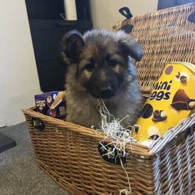 German Shepherd (Alsatian) - Both