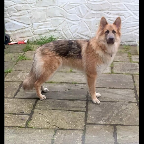 German Shepherd (Alsatian) - Both