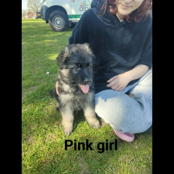 German Shepherd (Alsatian) - Both