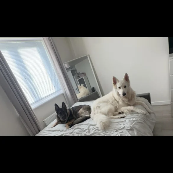 German Shepherd (Alsatian) - Both