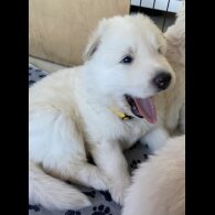 German Shepherd (Alsatian) - Both