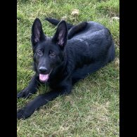 German Shepherd (Alsatian) - Both