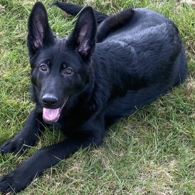 German Shepherd (Alsatian) - Both
