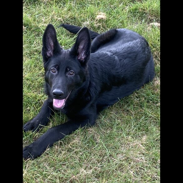 German Shepherd (Alsatian) - Both