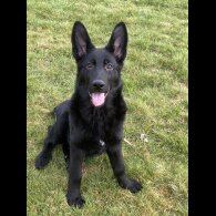 German Shepherd (Alsatian) - Both