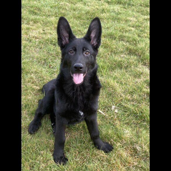 German Shepherd (Alsatian) - Both