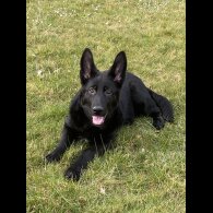 German Shepherd (Alsatian) - Both