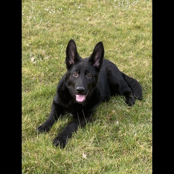 German Shepherd (Alsatian) - Both