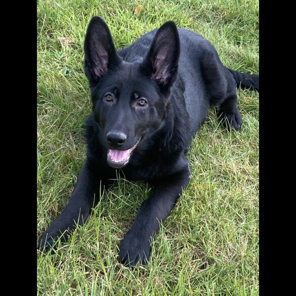 German Shepherd (Alsatian) - Both
