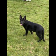 German Shepherd (Alsatian) - Both