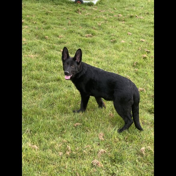 German Shepherd (Alsatian) - Both