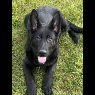 German Shepherd (Alsatian) - Both