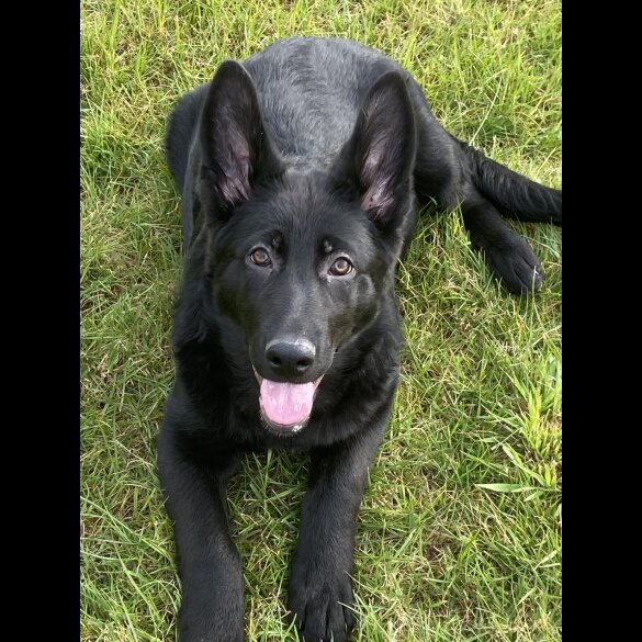 German Shepherd (Alsatian) - Both