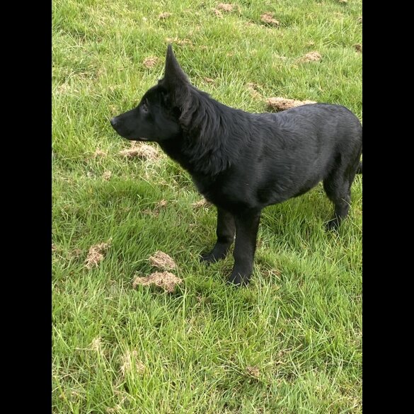 German Shepherd (Alsatian) - Both