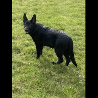 German Shepherd (Alsatian) - Both
