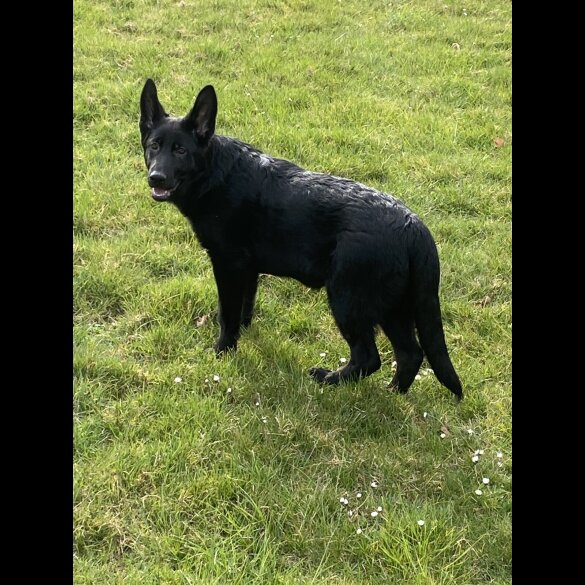 German Shepherd (Alsatian) - Both