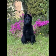 German Shepherd (Alsatian) - Bitches