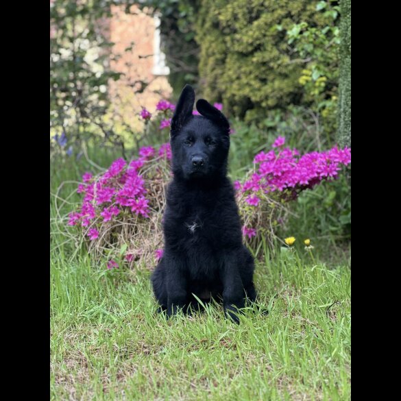 German Shepherd (Alsatian) - Bitches