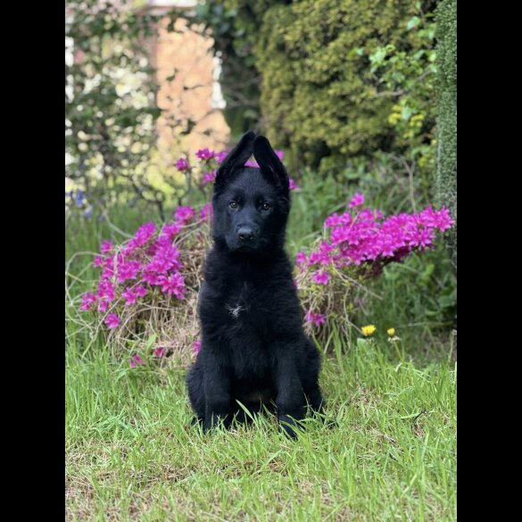 German Shepherd (Alsatian) - Bitches
