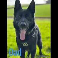 German Shepherd (Alsatian) - Bitches