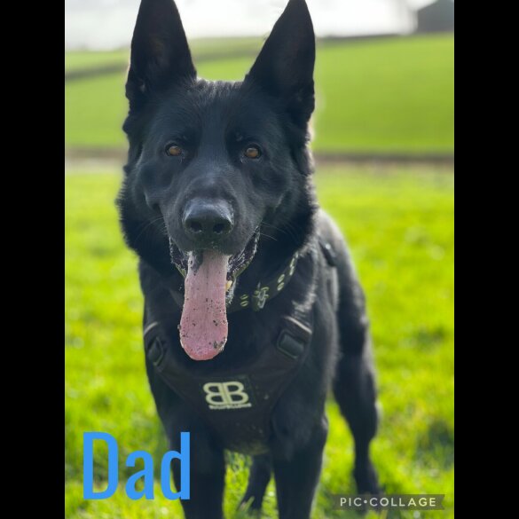 German Shepherd (Alsatian) - Bitches