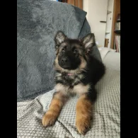 German Shepherd (Alsatian) - Both