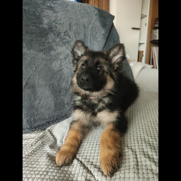 German Shepherd (Alsatian) - Both