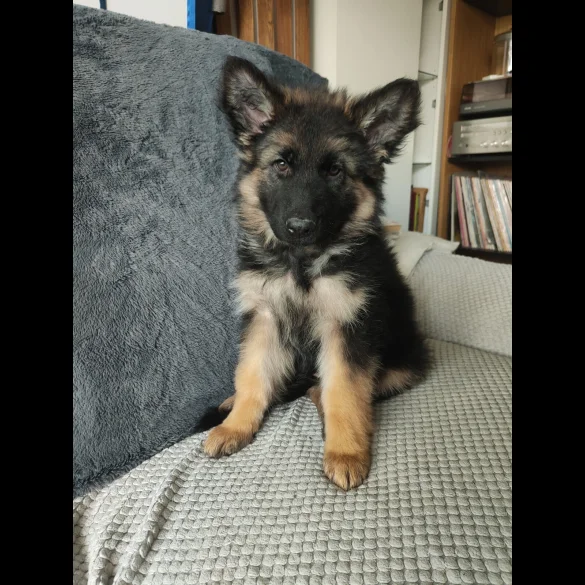 German Shepherd (Alsatian) - Both