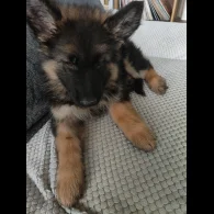 German Shepherd (Alsatian) - Both