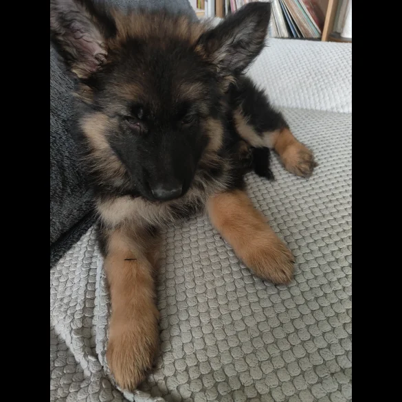 German Shepherd (Alsatian) - Both