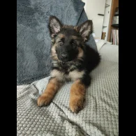 German Shepherd (Alsatian) - Both