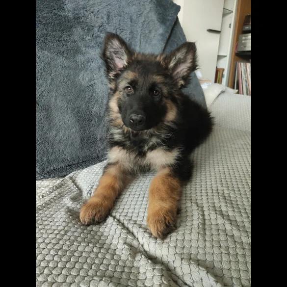 German Shepherd (Alsatian) - Both