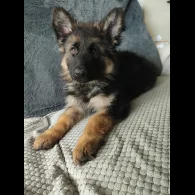 German Shepherd (Alsatian) - Both