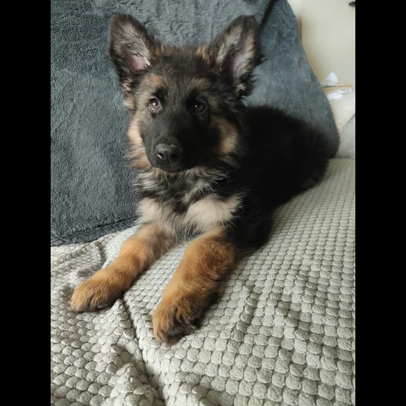 German Shepherd (Alsatian) - Both