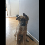 German Shepherd (Alsatian) - Bitches