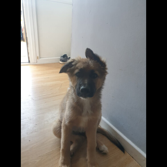 German Shepherd (Alsatian) - Bitches